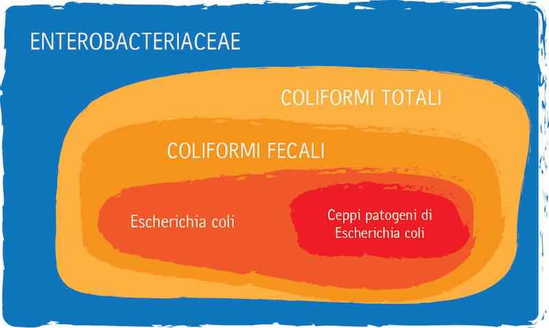 Rappresentazione a insiemi dei Coliformi. Famiglia Enterobacteriaceae, Coliformi Totali, Coliformi Fecali, Escherichia coli, Ceppi patogeni di Escherichia coli